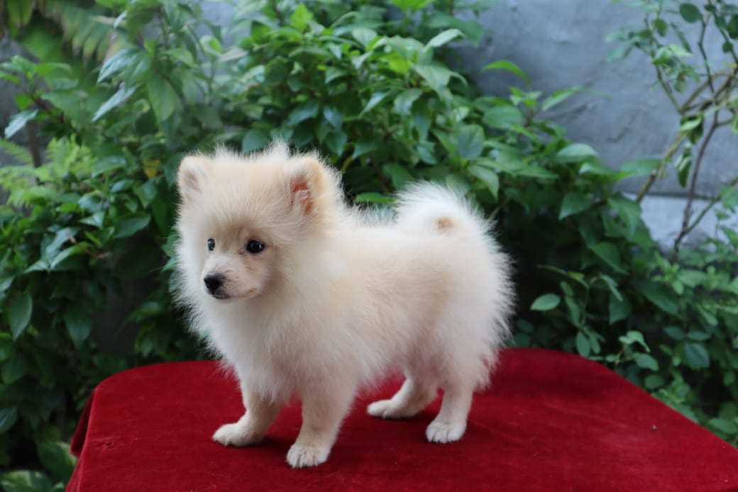 Culture Pomeranian For Sale In Jaipur