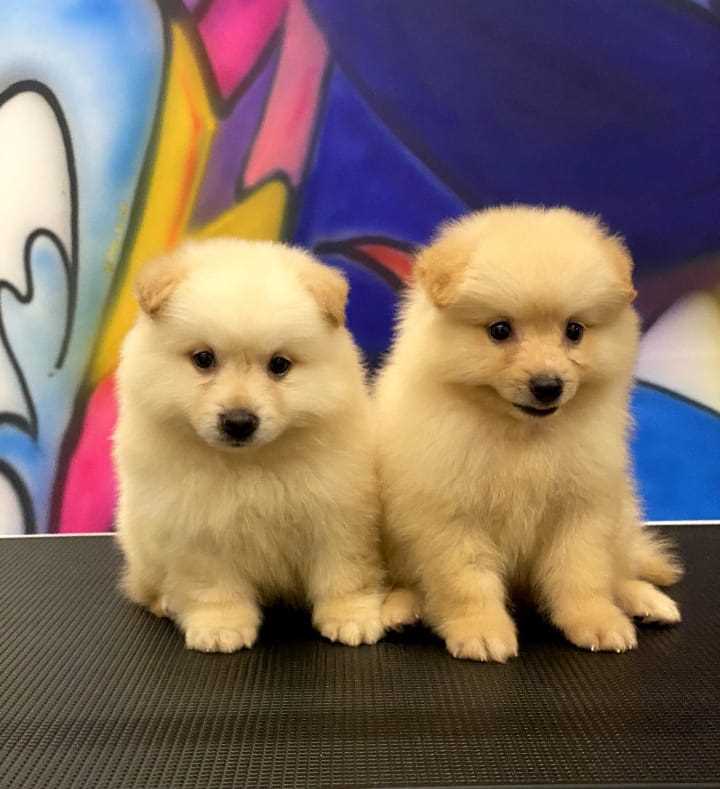 Culture Pomeranian For Sale In Jaipur