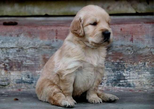 Golden Retriever For Sale In Kochi
