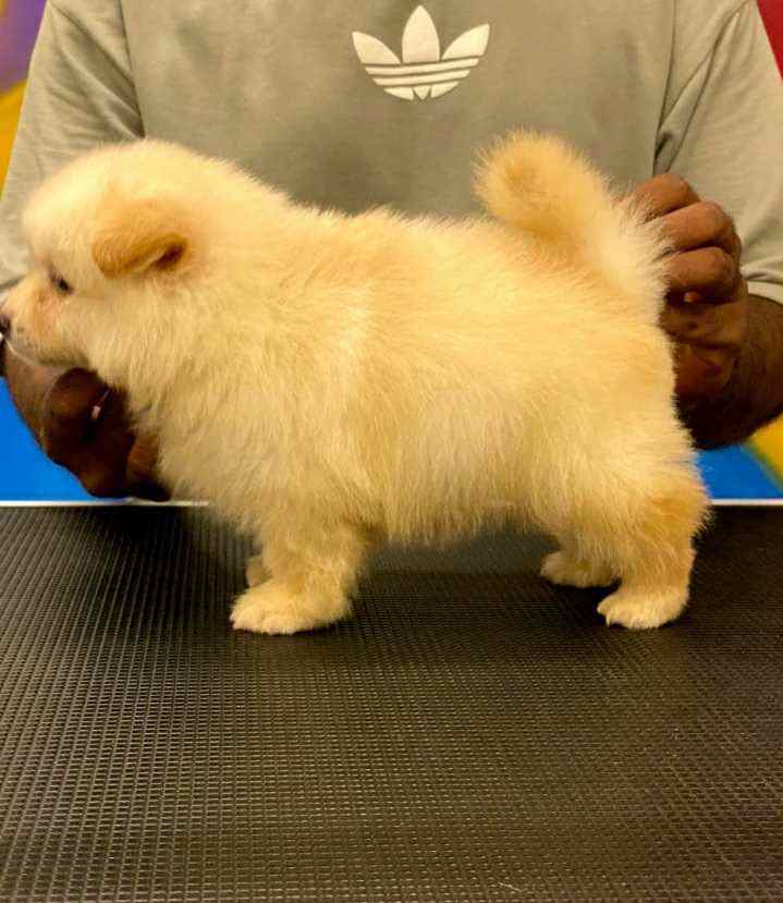Champion Bloodline Culture Pomeranian