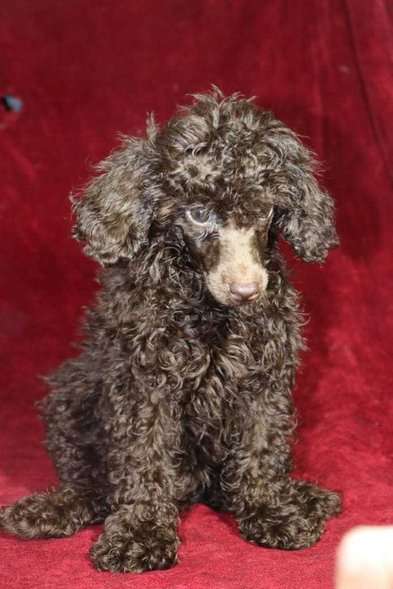Poodle For Sale In Kochi