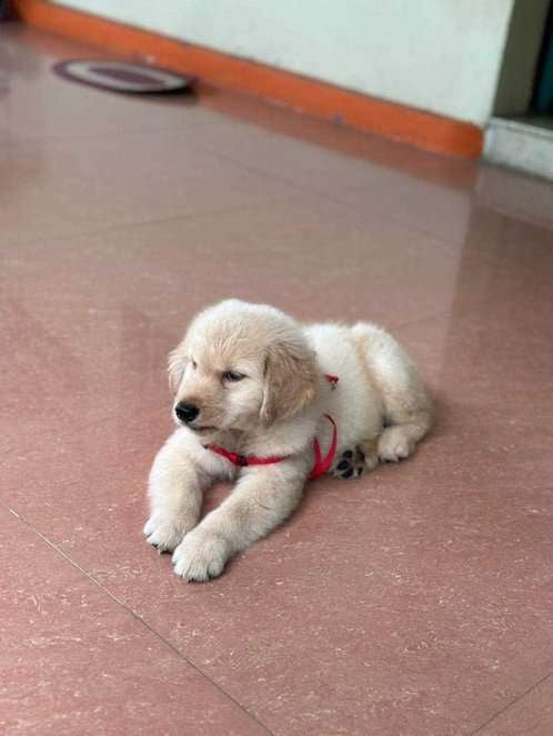 Golden Retriever For Sale In Kochi