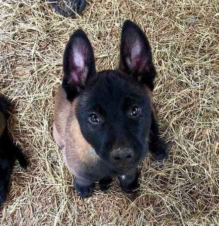Belgian Malinois For Sale In Coimbatore