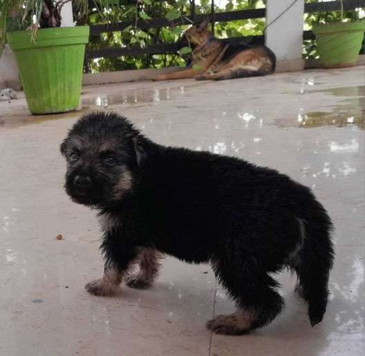 German Shepherd For Sale In Jammu