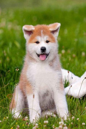 Where to buy a shiba inu puppy near me hotsell