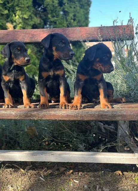 Doberman For Sale In Jammu