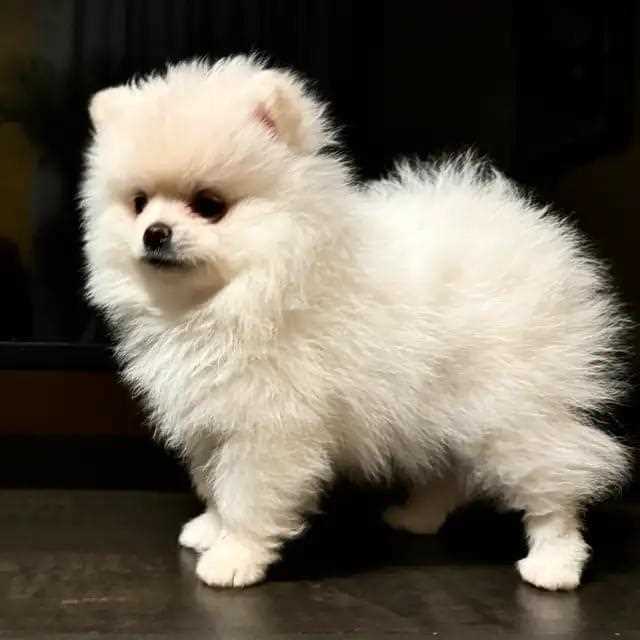 Toy Pom For Sale In Patna