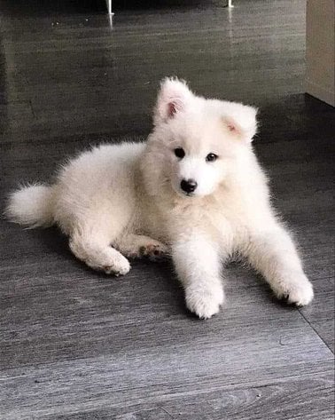 Samoyed For Sale In Chandigarh