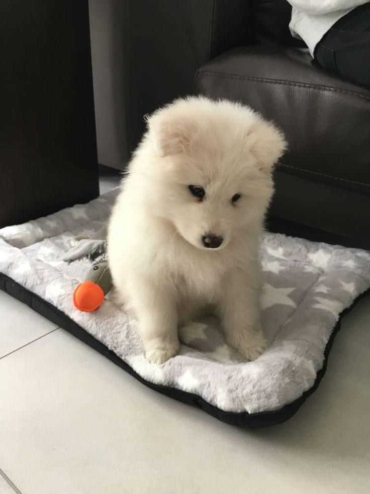 Samoyed For Sale In Coimbatore