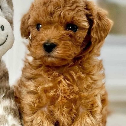 Cockapoo For Sale In Patna