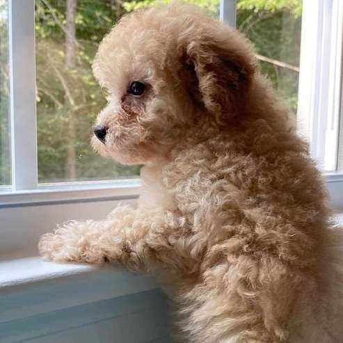 Cockapoo For Sale In Coimbatore