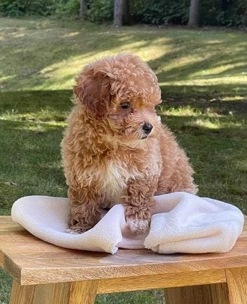 Getting a Cockapoo
