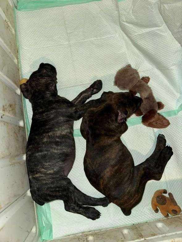Cane Corso For Sale In Meerut