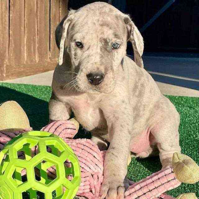 Great Dane For Sale In Amritsar