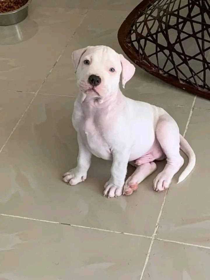 Mr n Mrs Pet