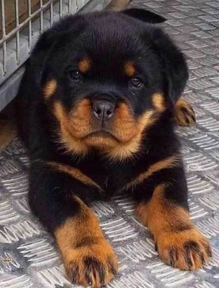 Rottweiler For Sale In Amritsar