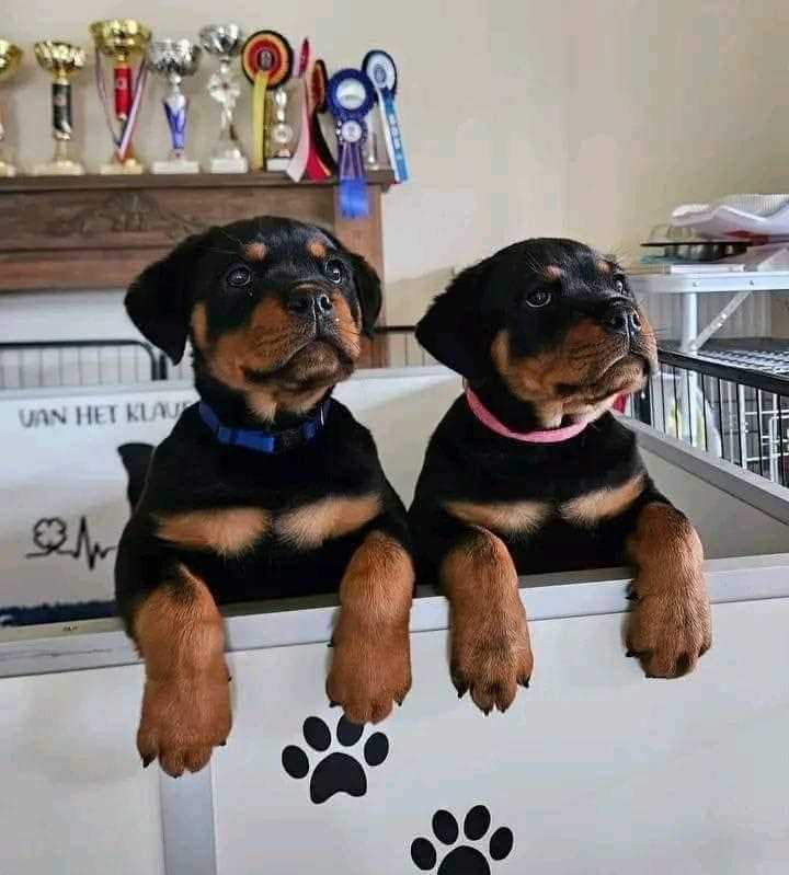 Rottweiler For Sale In Varanasi