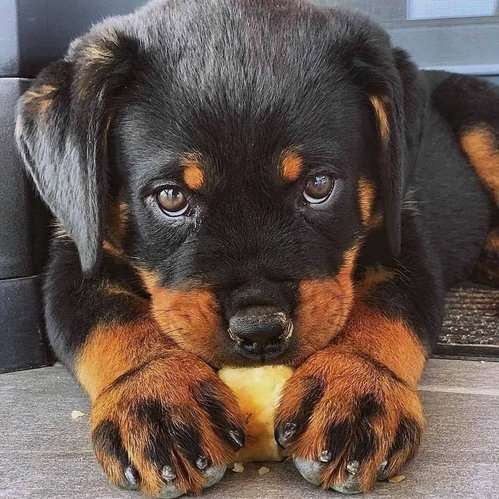 Rottweiler For Sale In Meerut