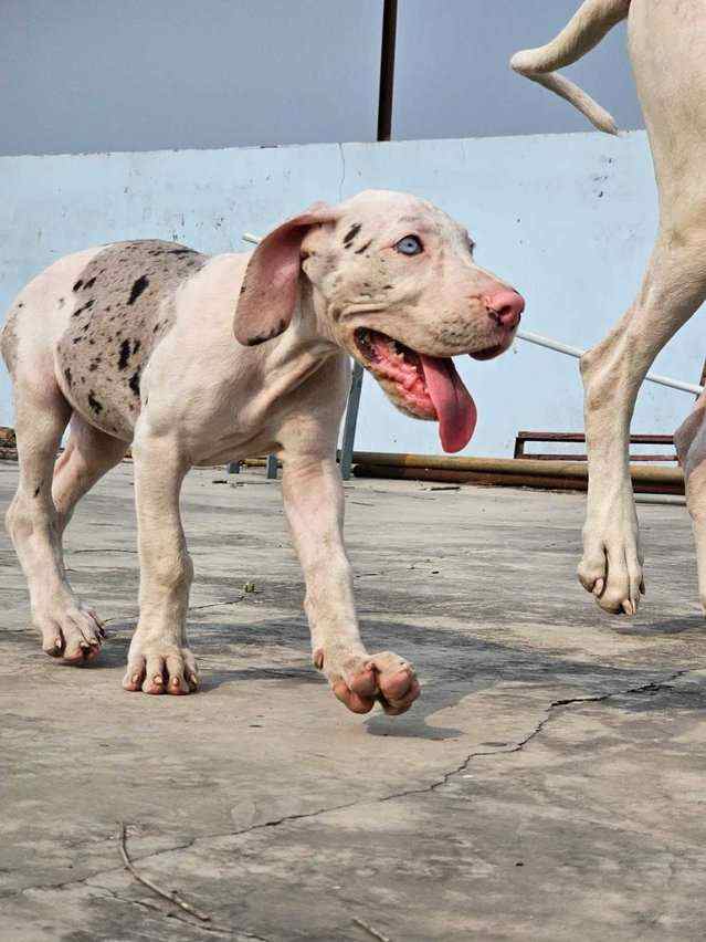 Great Dane For Sale In Delhi