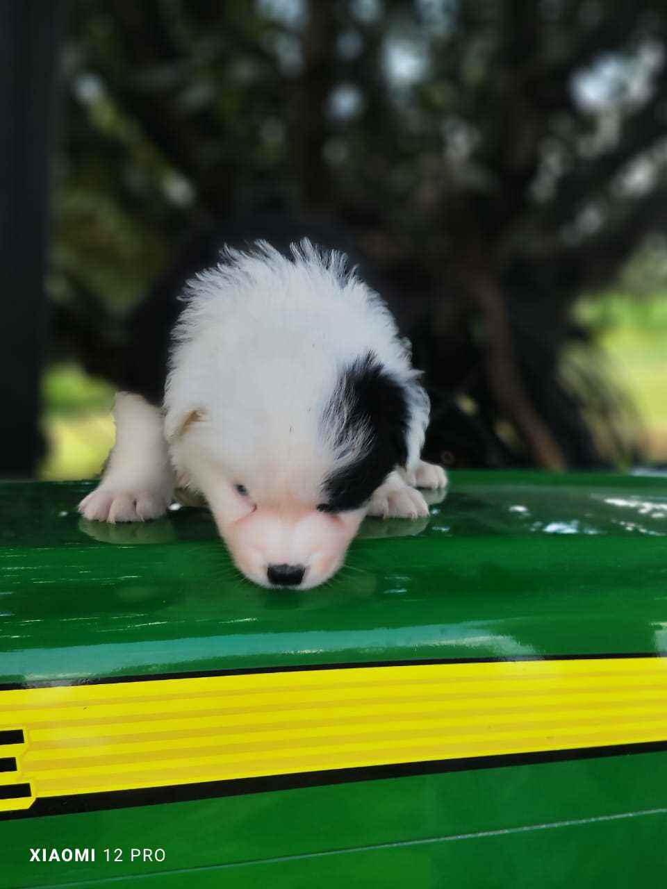 Border Collie For Sale In Sonipat HR