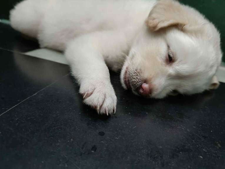 Pomeranian For Sale In Vijayawada