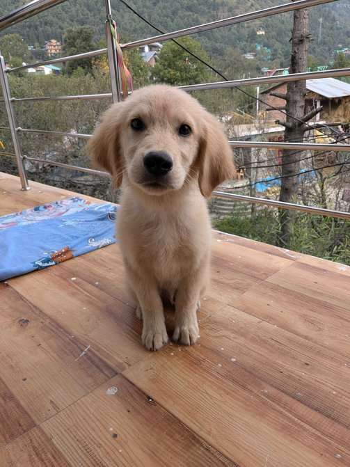 Golden Retriever For Sale In Kullu