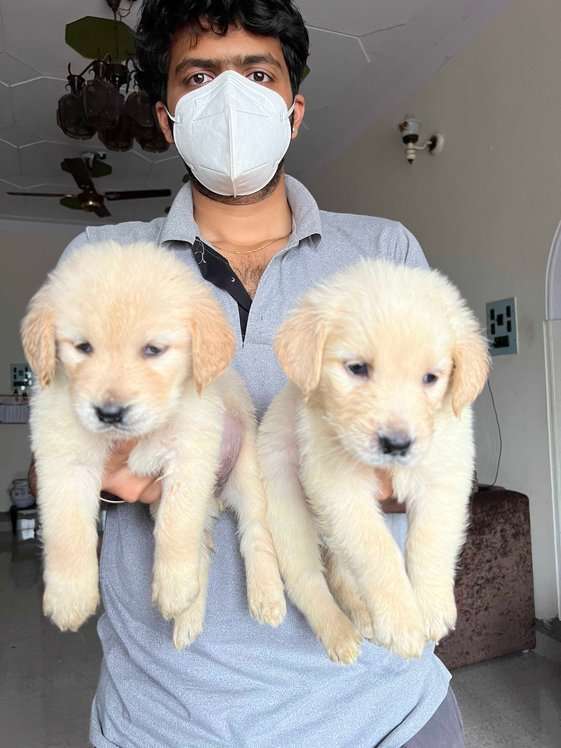 Golden Retriever For Sale In Mysore