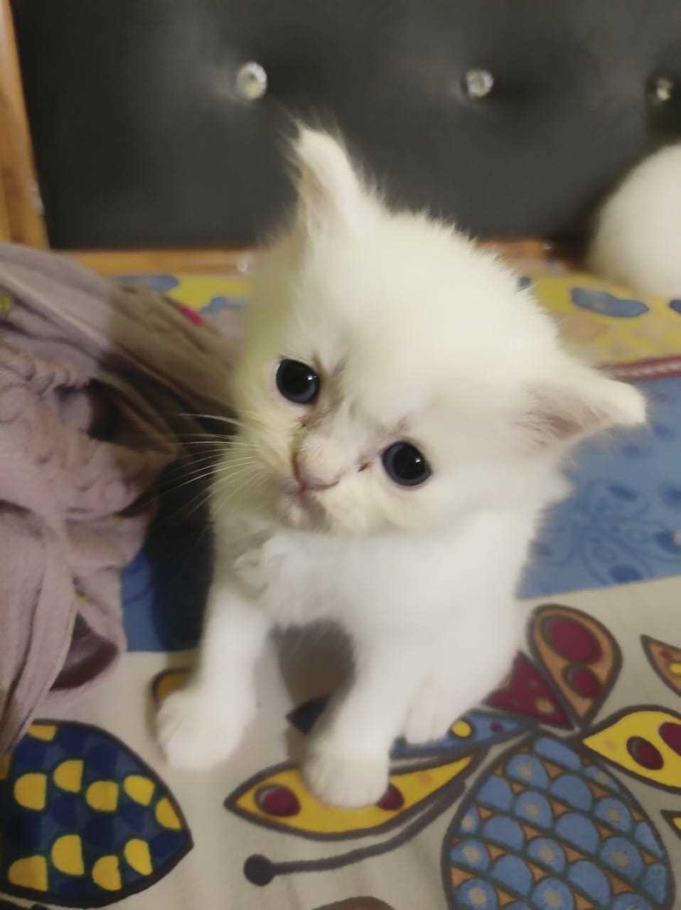 Persian For Sale In Allahabad