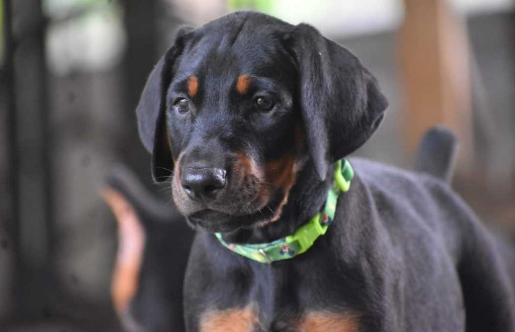 Getting a Doberman