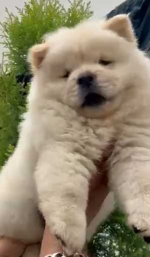 Chow Chow For Sale In Mohali