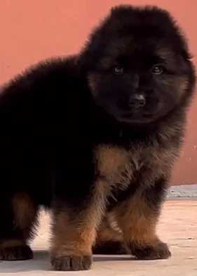 German Shepherd For Sale In Jaipur