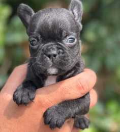 French Bulldog For Sale In Moga