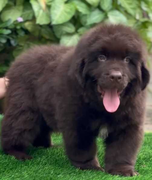 Newfoundland For Sale In Delhi