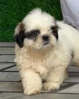 Mr n Mrs Pet