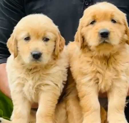 Mr n Mrs Pet