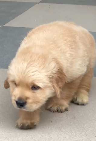 Golden Retriever For Sale In Chandigarh