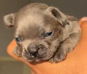 French Bulldog For Sale In Mohali