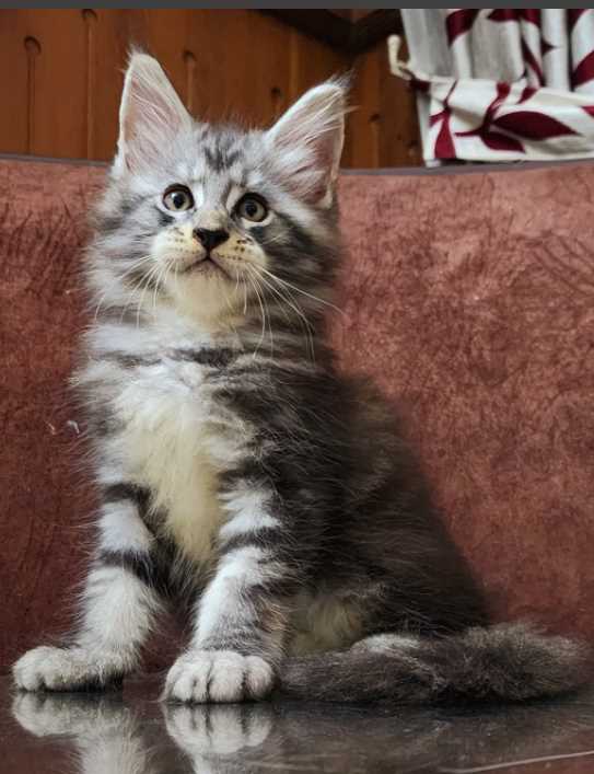 Maine Coon For Sale In Kollam