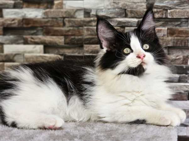 Maine Coon For Sale In Kottayam