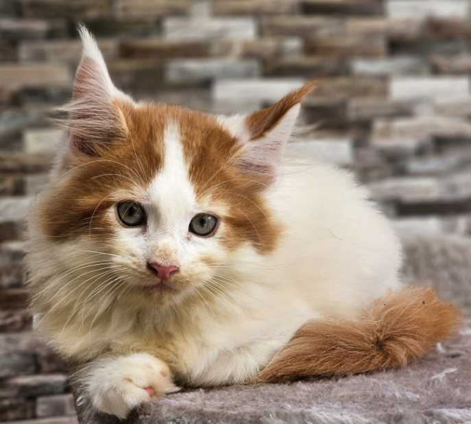 Maine Coon For Sale In Kottayam