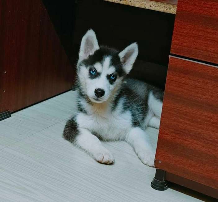 Siberian Husky For Sale In Chennai