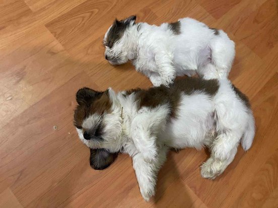 Mr n Mrs Pet