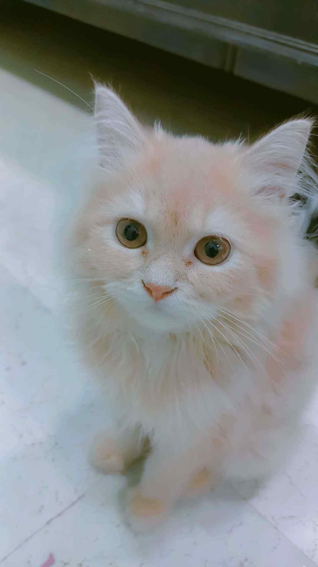 Persian For Sale In Allahabad