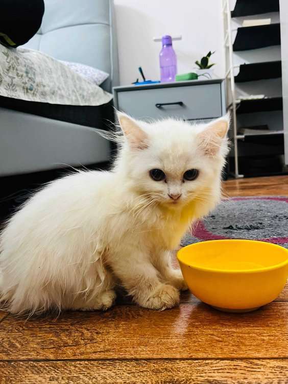 Persian For Sale In Indore