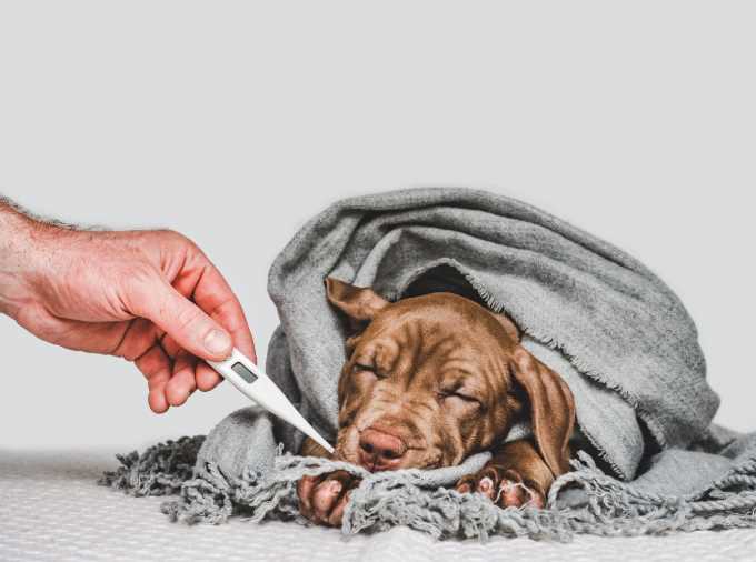 Winter Illnesses in Dogs: Recognising and Preventing Hypothermia & Frostbite