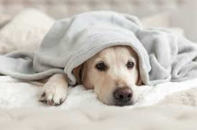 Winter Illnesses in Dogs: Recognising and Preventing Hypothermia & Frostbite