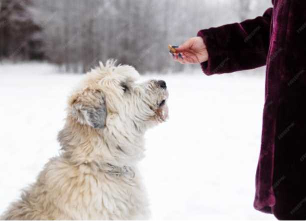 Winter Diet for Dogs: Foods That Keep Them Healthy & Energetic