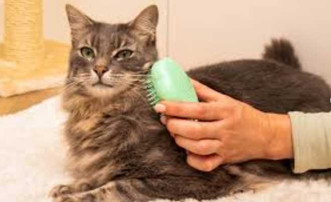 Winter Grooming for Cats: Why It Matters More Than You Think
