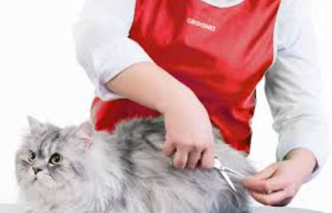 Winter Grooming for Cats: Why It Matters More Than You Think