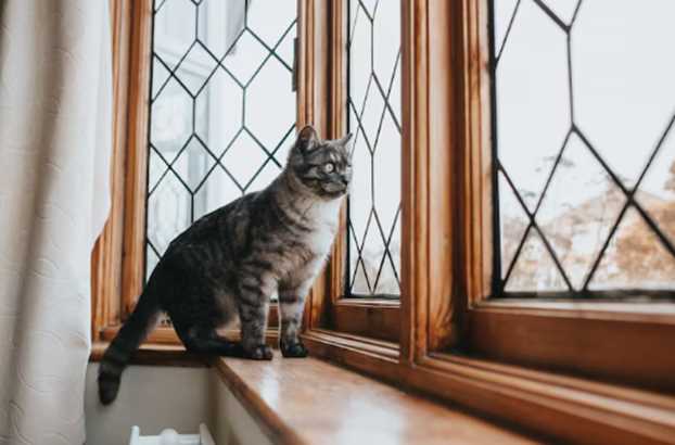 12 Winter Care Tips for Cats: Keeping Them Warm, Cozy and Comfortable